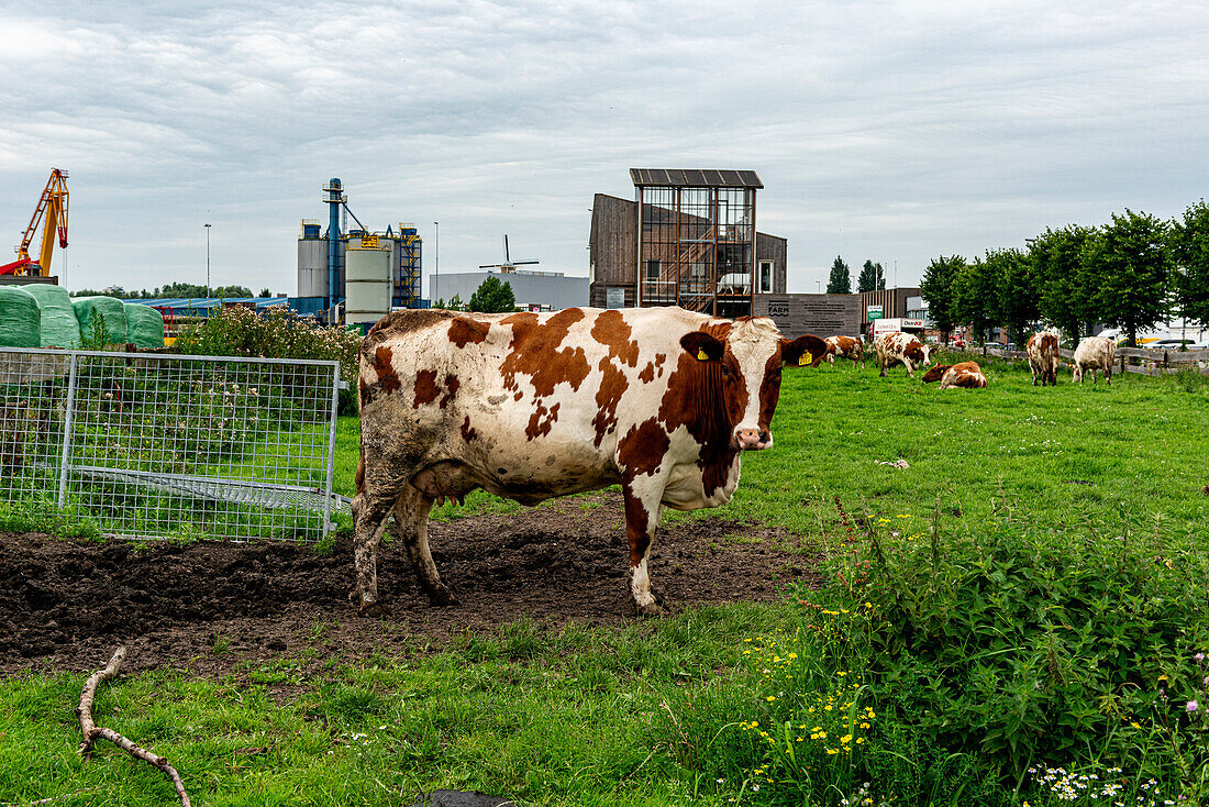 Eine Herde Milchkühe auf einem schwimmenden Bauernhof, die Gras grasen, während sie Milch und Milchprodukte für Lebensmittel und Getränke produzieren. Rotterdam, Niederlande.