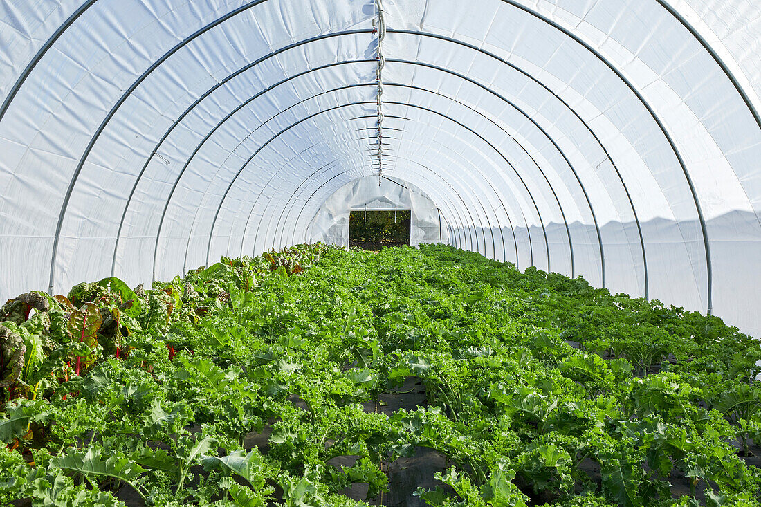 Kale and Swiss Chard Growing in a Lettuce Tunnel