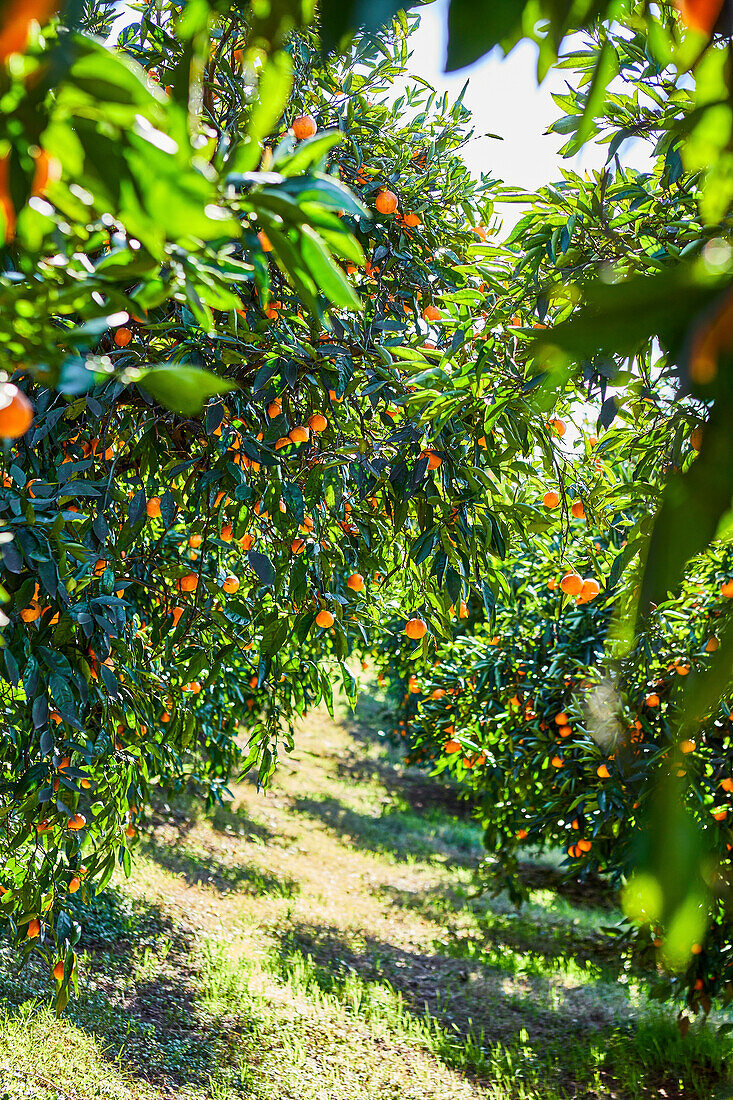 Blick durch Mandarin-Orangen-Obstgartenbäume