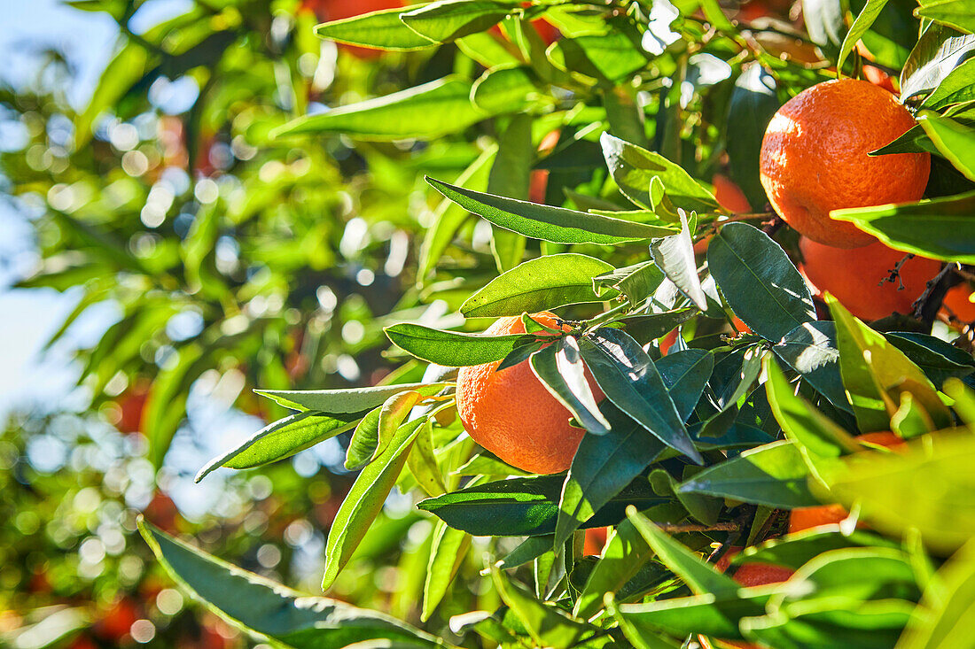 Nahaufnahme von Mandarin-Orangen an einem Baum mit blauem Himmel