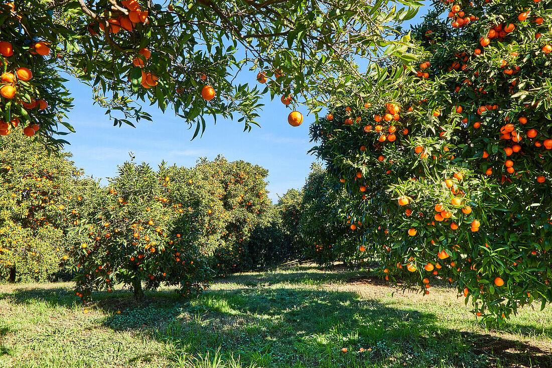 Mandarin Orange Orchard Landscape with Blue Sky