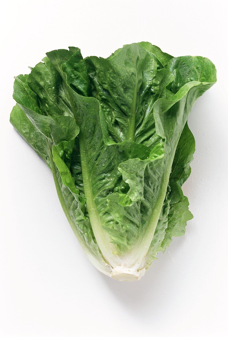 Romaine lettuce with drops of water