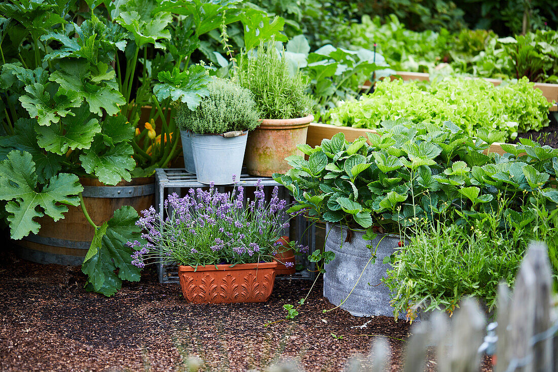 Frische Zucchini in einer Gemüsegartenatmosphäre