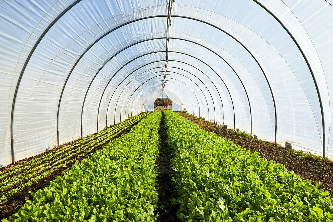 Rucola wächst in einem Salattunnel