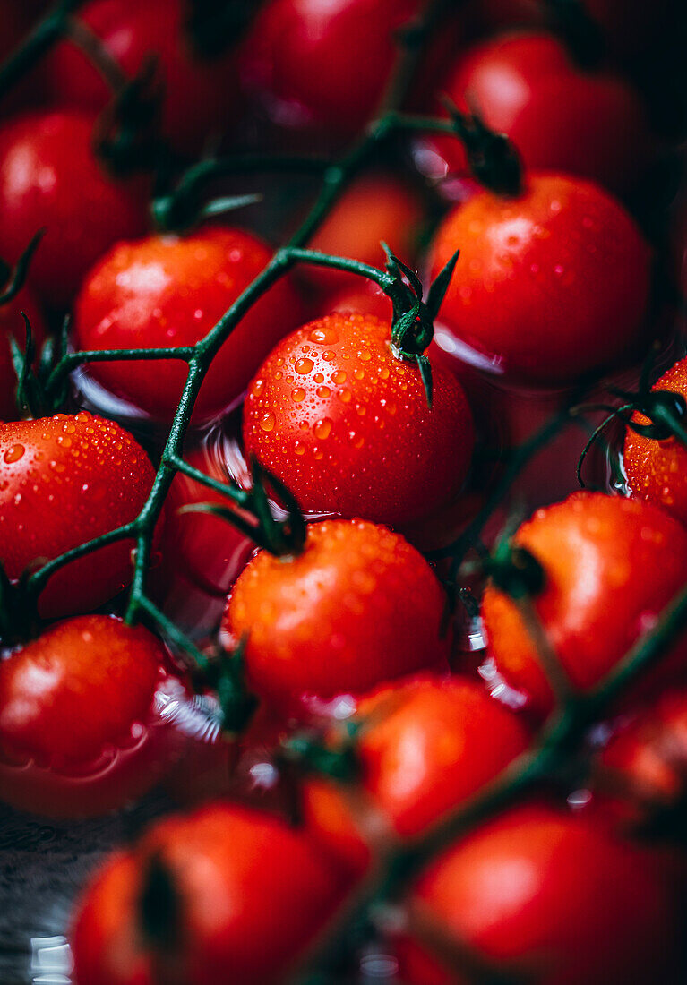 Kirschtomaten an der Rebe, die von einem Wassernebel bedeckt sind