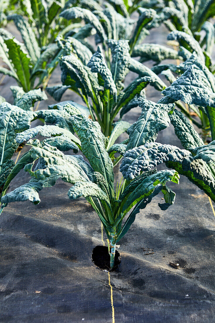 Close-Up of Kale Growing in a Lettuce Tunnel