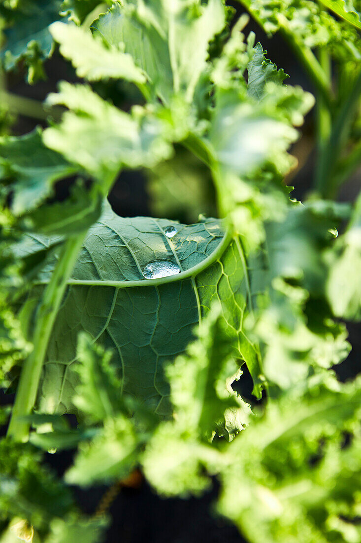 Close-Up of Water on a Kale Leaf