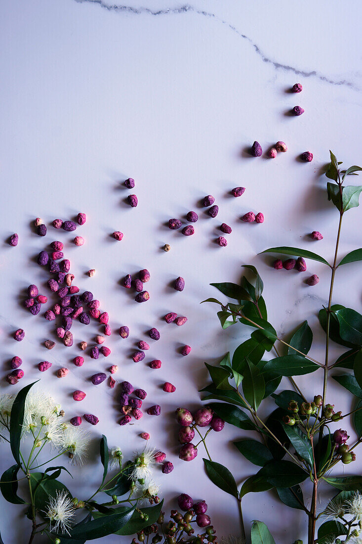 Fruit of the Australian Lilly Pilly tree known as a superfood for their nutritional value, with negative space.