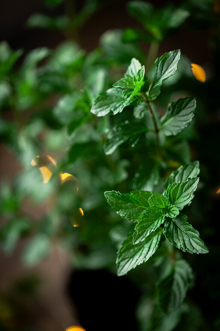 A bunch of mint leaves