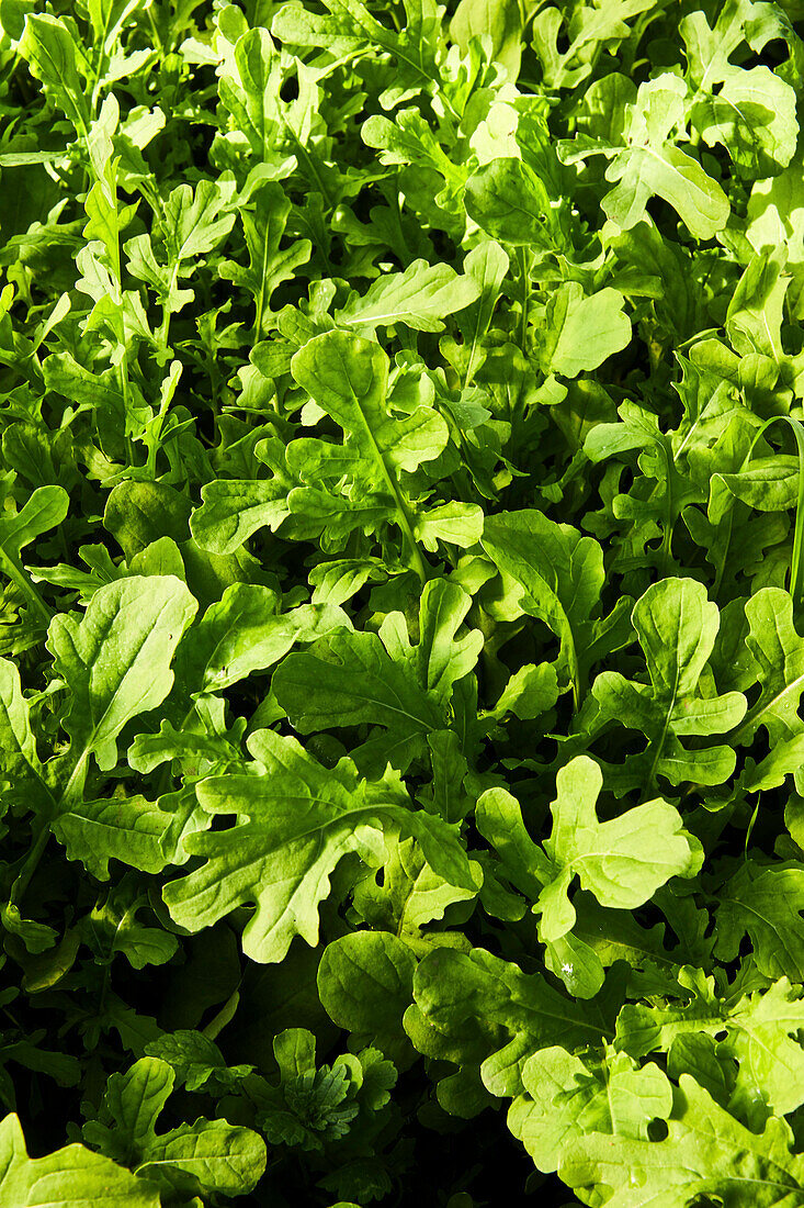 Arugula Growing Close-Up and Detail Shot