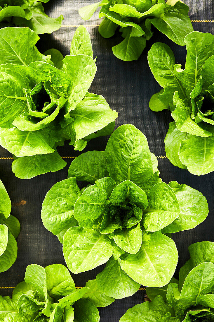 Overhead shot of heads of lettuce