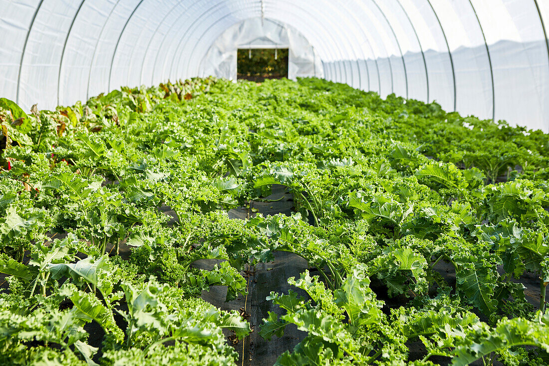 Close-Up of Kale Growing in a Lettuce Tunnel