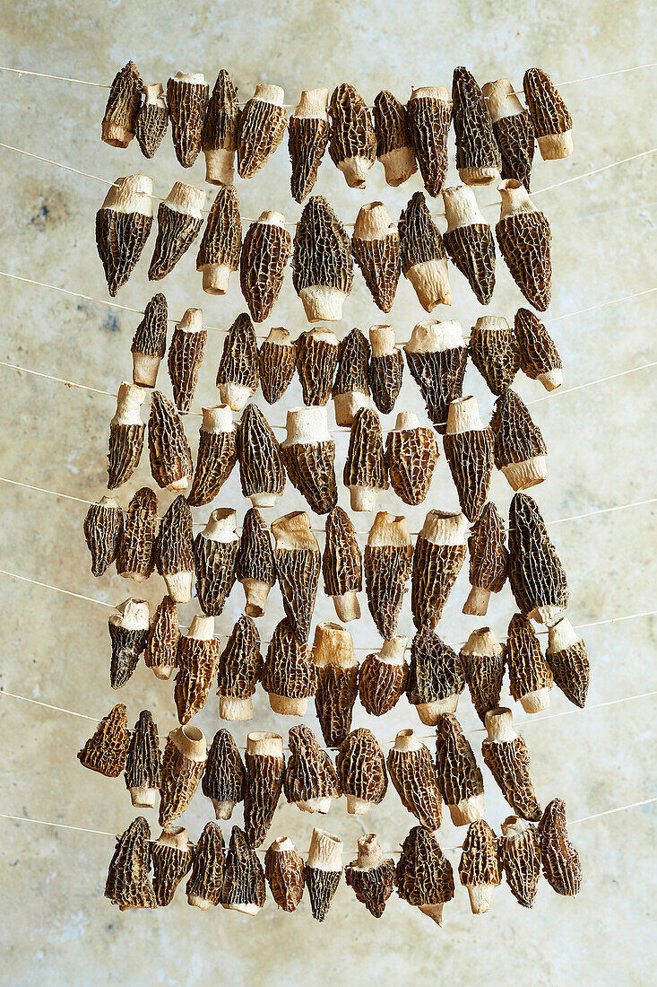 Pointed morel mushrooms threaded onto string and hung to dry