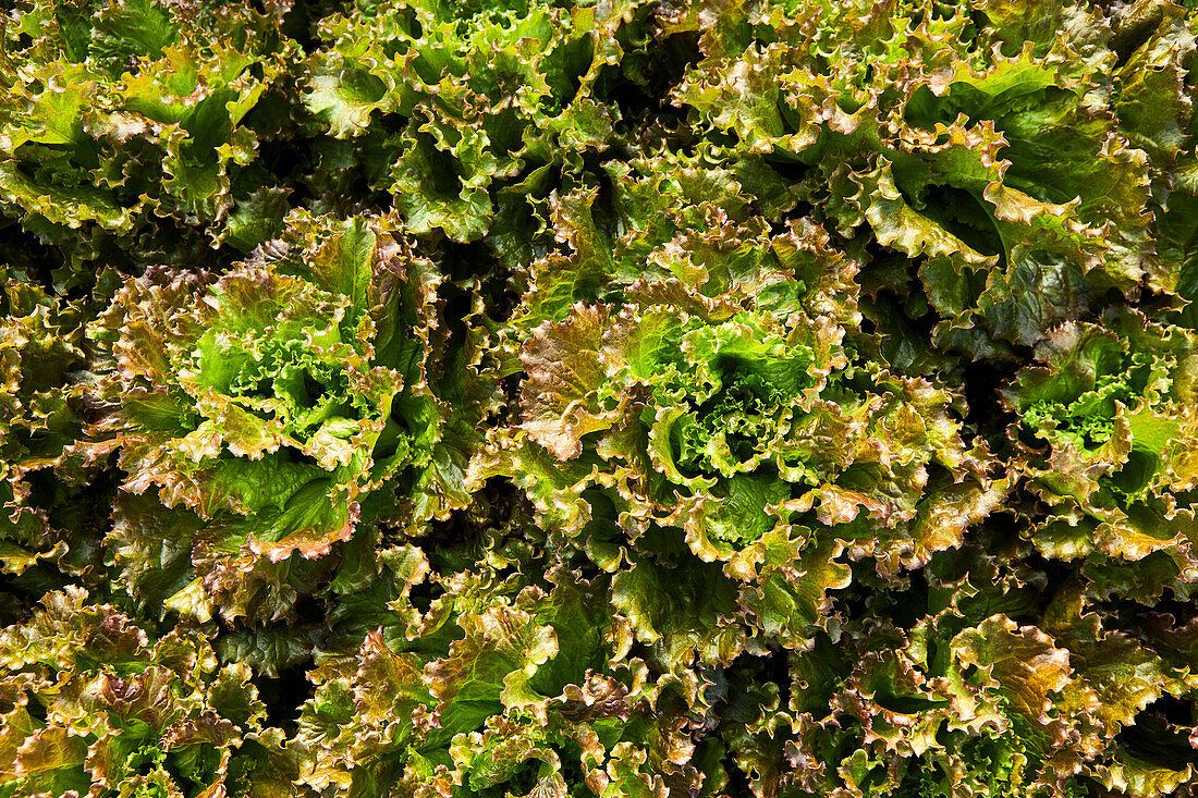 Overhead Shot of Lettuce Heads