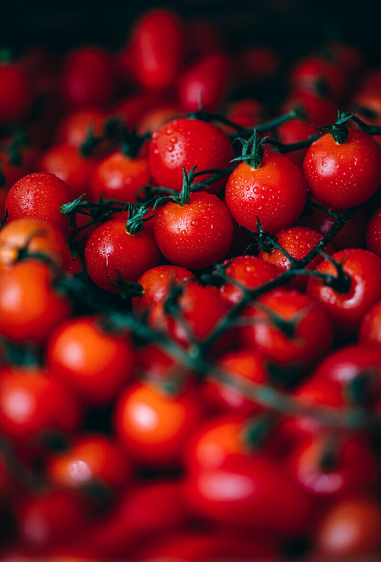 Cherry tomatoes on the vine, with a mist of water covering them