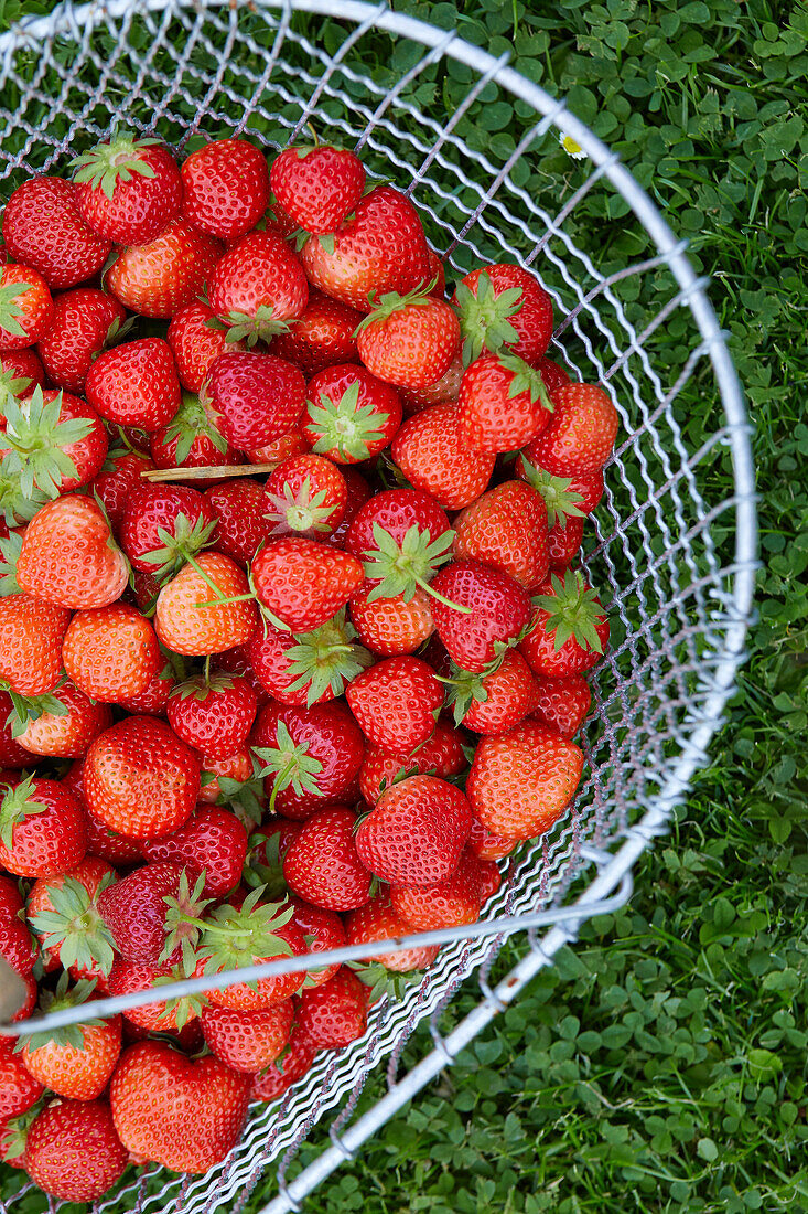 Freshly picked strawberries in a harvest basket