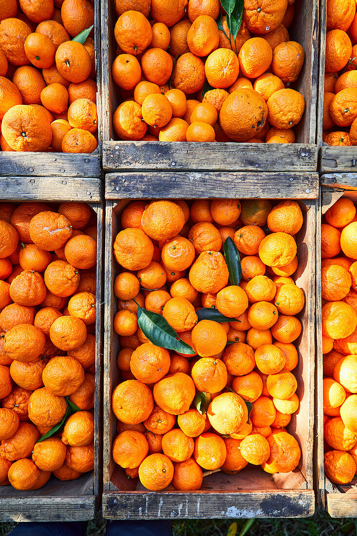 Mandarin-Orangen verpackt in Holzkisten