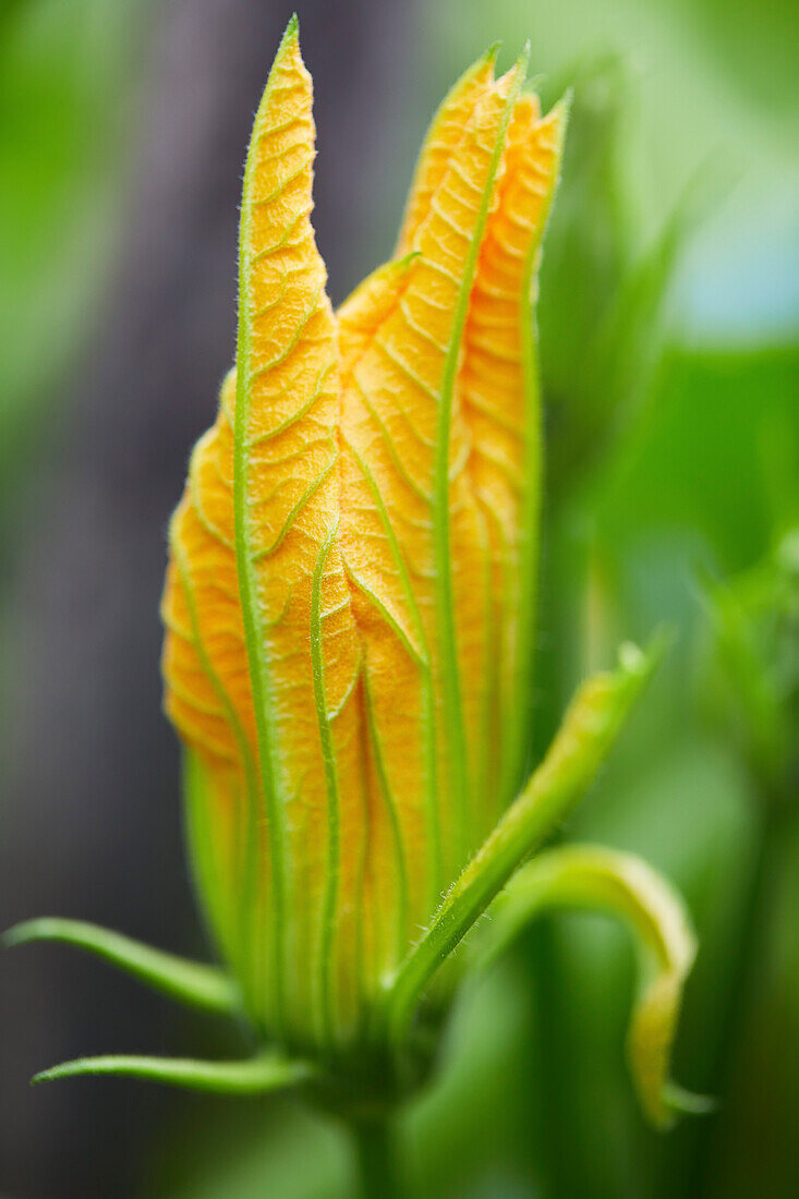 Fresh courgette flowers in close-up