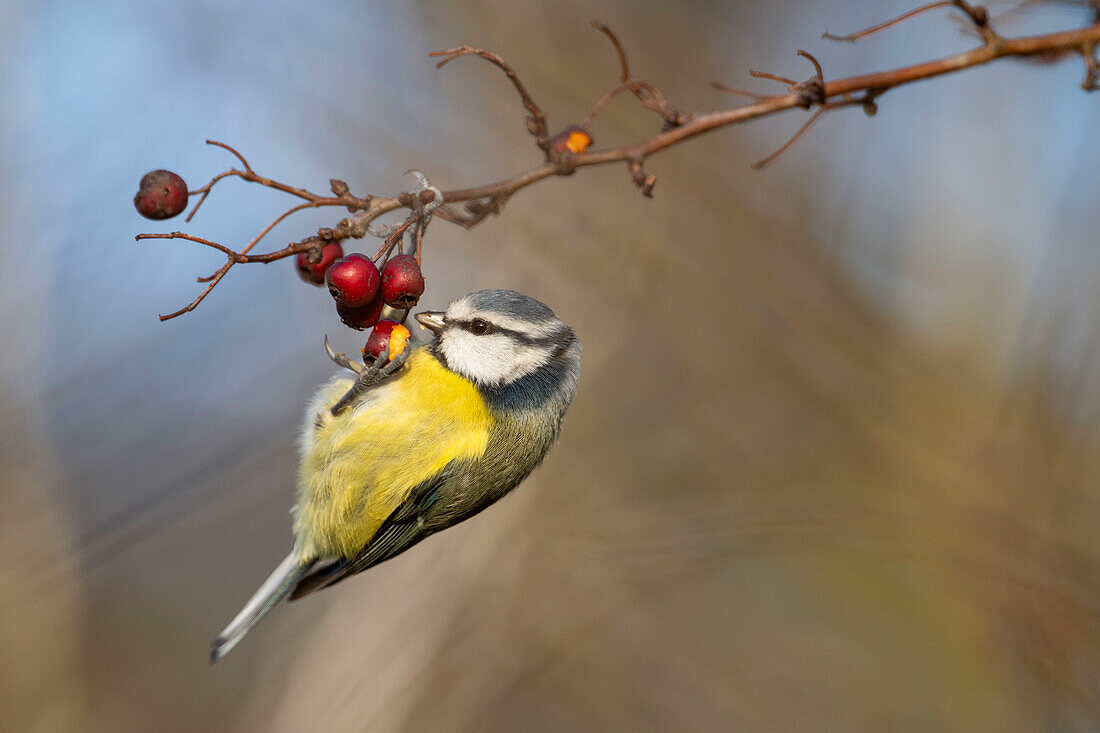 Blue tit (Cyanistes caeruleus) feeding on hawthorn berry, Elmley Nature Reserve, Kent, England, United Kingdom, Europe