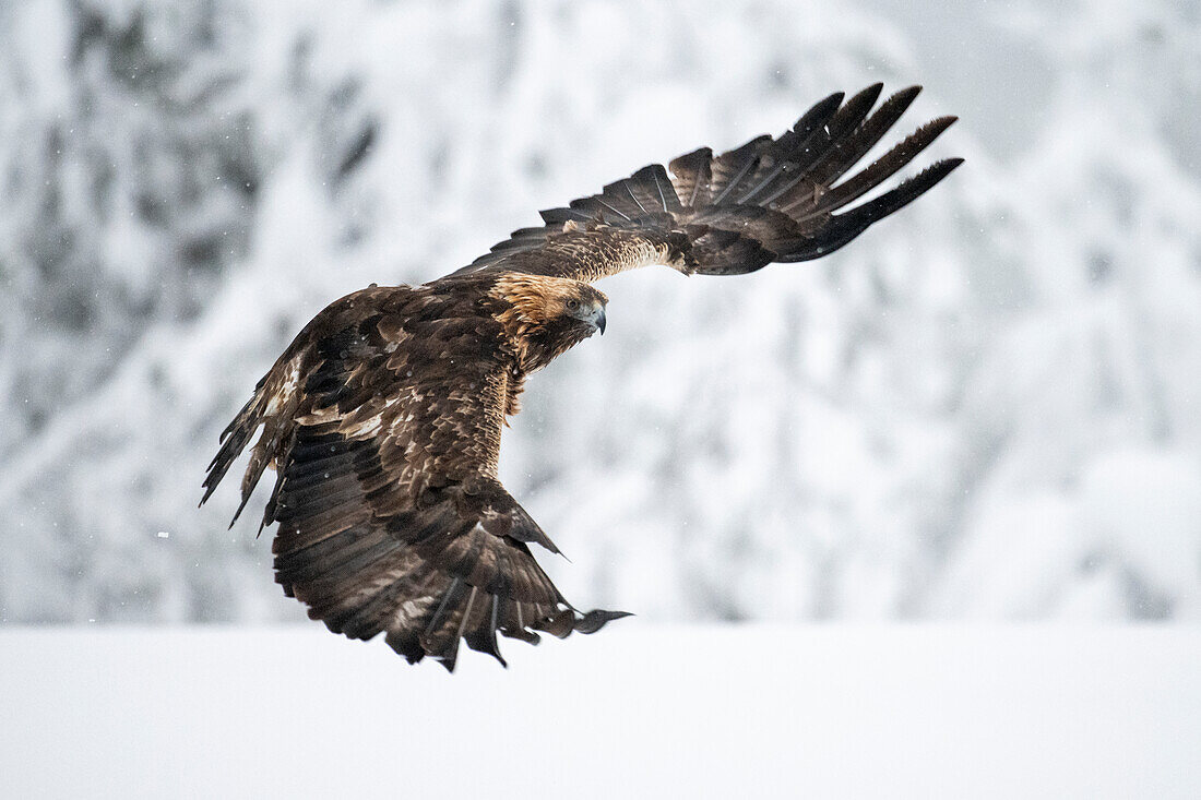 Steinadler im Flug über verschneitem Feld, Finnland, Europa