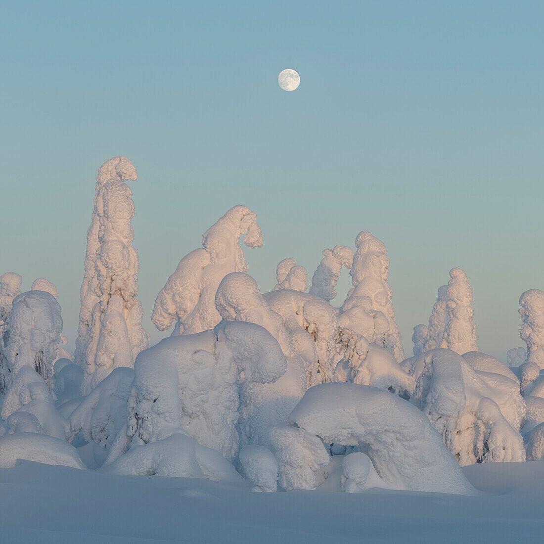 Vollmondaufgang über schneebedeckter Winterlandschaft in der Dämmerung, tykky, Kuntivaara Fell, Finnland, Europa