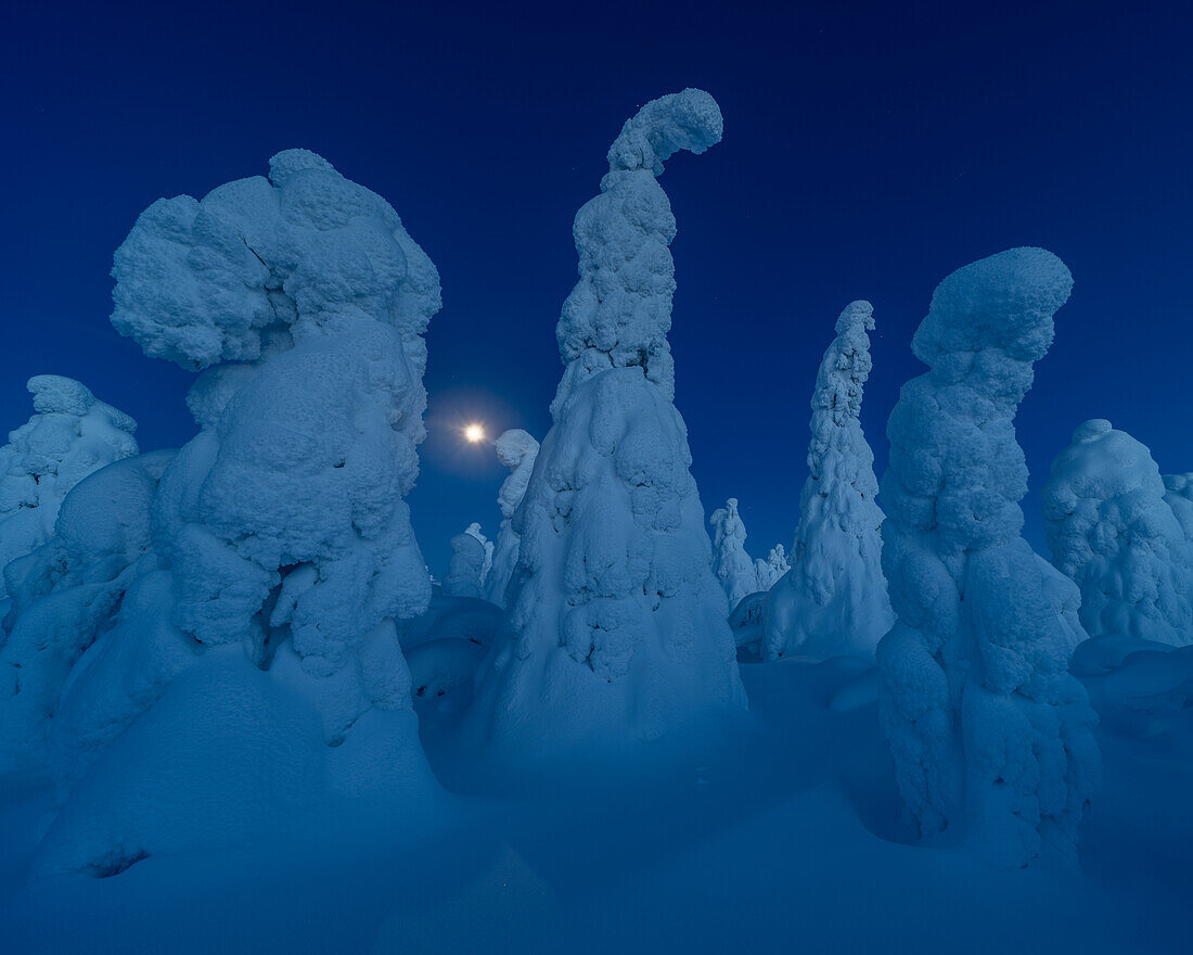 Vollmondaufgang über schneebedeckter Winterlandschaft in der Dämmerung, tykky, Kuntivaara Fell, Finnland, Europa