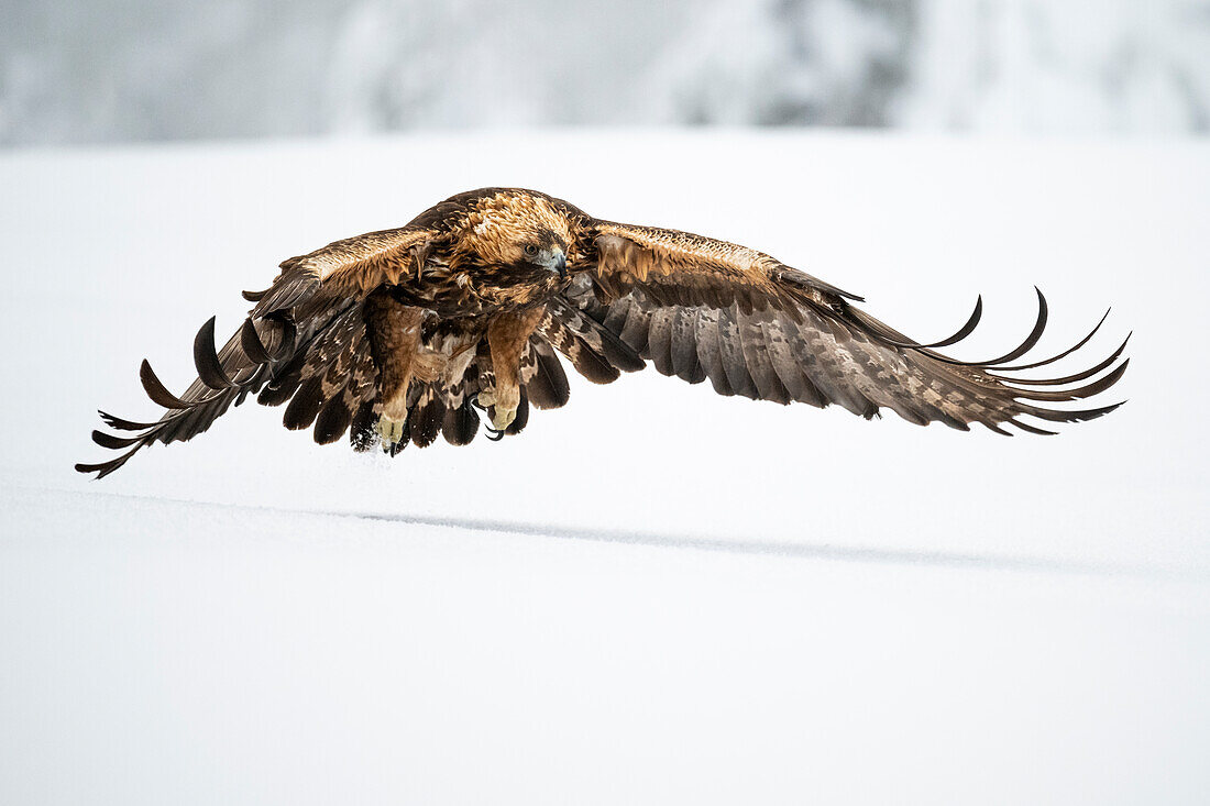 Golden eagle in flight over snow covered field, Finland, Europe