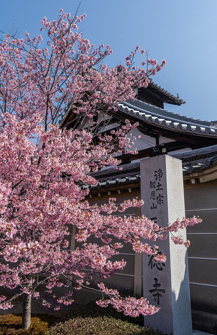 Temples and shrines during the cherry blossom (sakura) season and festivals, Kyoto, Honshu, Japan, Asia