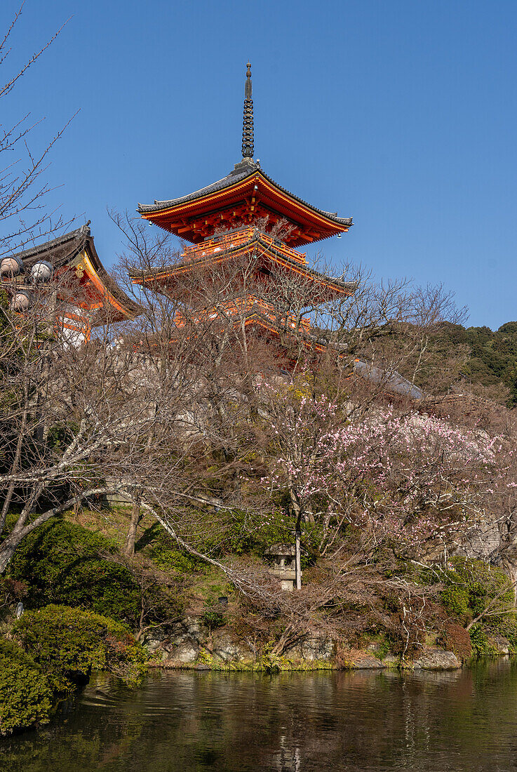 Tempel und Schreine während der Kirschblütenzeit (Sakura) und der Feste, Kyoto, Honshu, Japan, Asien