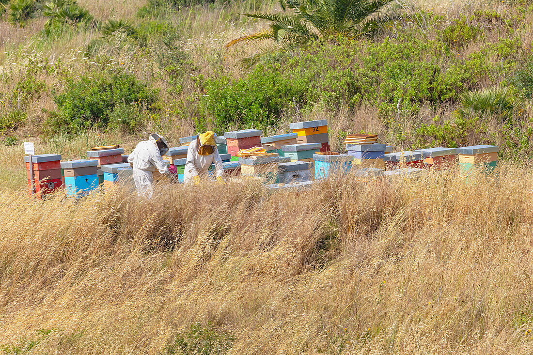 Arbeiter sammeln Honig aus Bienenstöcken, Archäologischer Park von Selinunte, Selinunte, Bezirk Trapani, Sizilien, Italien, Mittelmeerraum, Europa