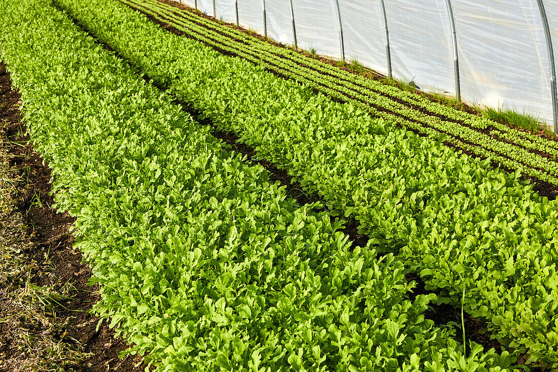 Growing rocket in salad tunnel