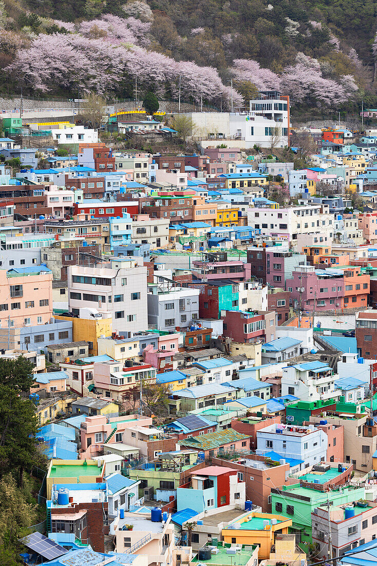 Farbenfrohe Häuser im Gamcheon Culture Village, Busan, Südkorea, Asien