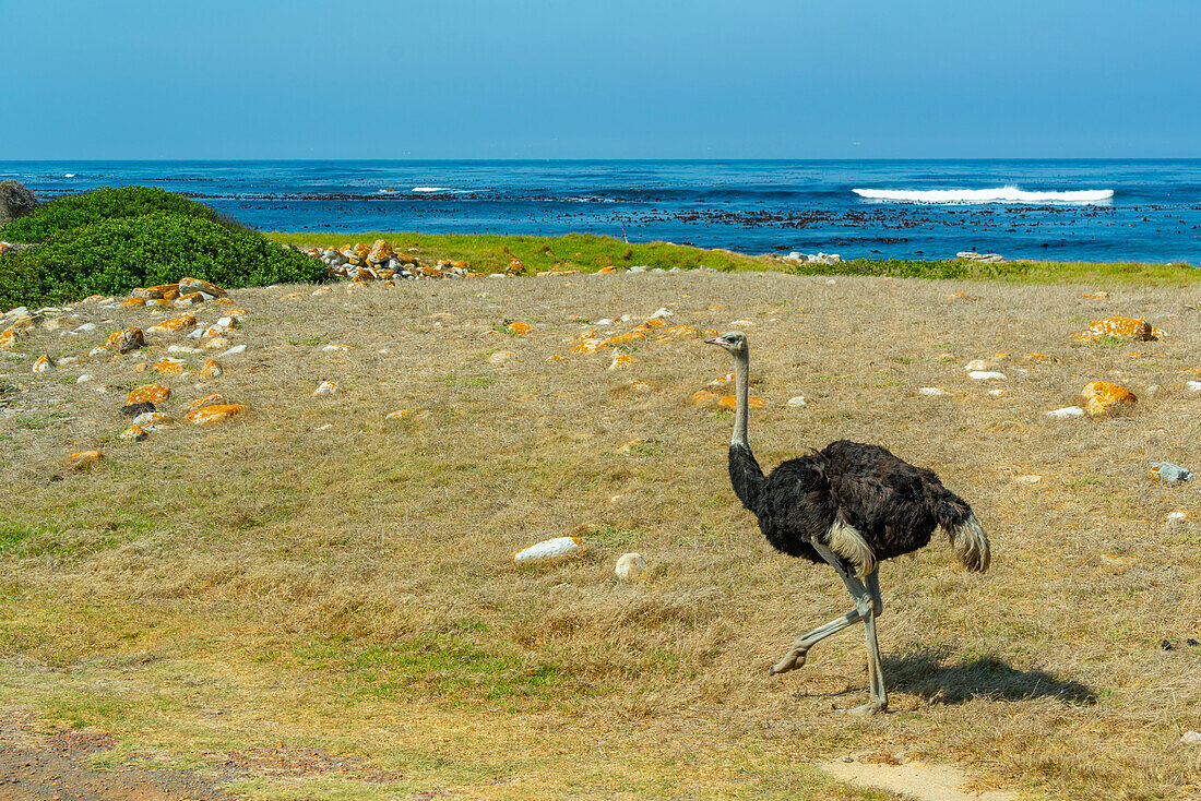 Blick auf die Küste und den Strauß (Struthio camelus) auf der Halbinsel der Guten Hoffnung im Naturreservat, Kapstadt, Westkap, Südafrika, Afrika