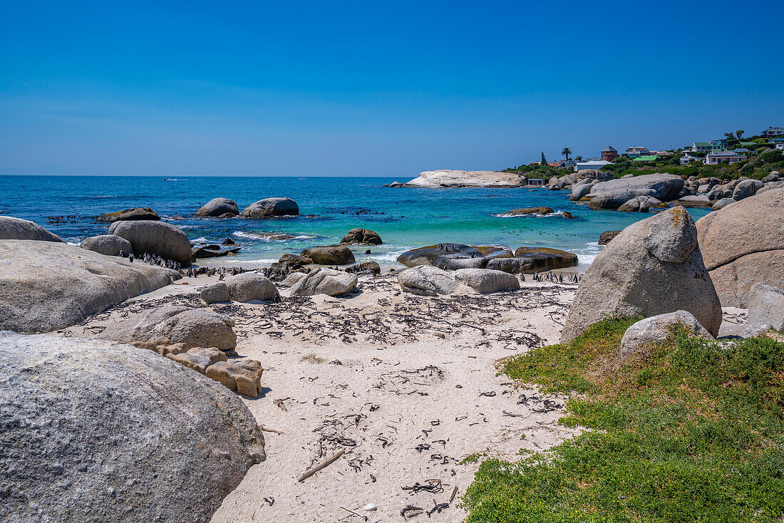 Blick auf afrikanische Pinguine am Boulders Beach, Seaforth, Tafelberg-Nationalpark, Kapstadt, Westkap, Südafrika, Afrika