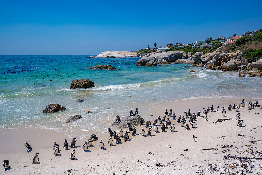 Blick auf afrikanische Pinguine am Boulders Beach, Seaforth, Tafelberg-Nationalpark, Kapstadt, Westkap, Südafrika, Afrika