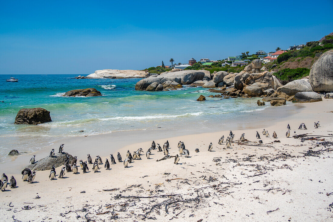 Blick auf afrikanische Pinguine am Boulders Beach, Seaforth, Tafelberg-Nationalpark, Kapstadt, Westkap, Südafrika, Afrika