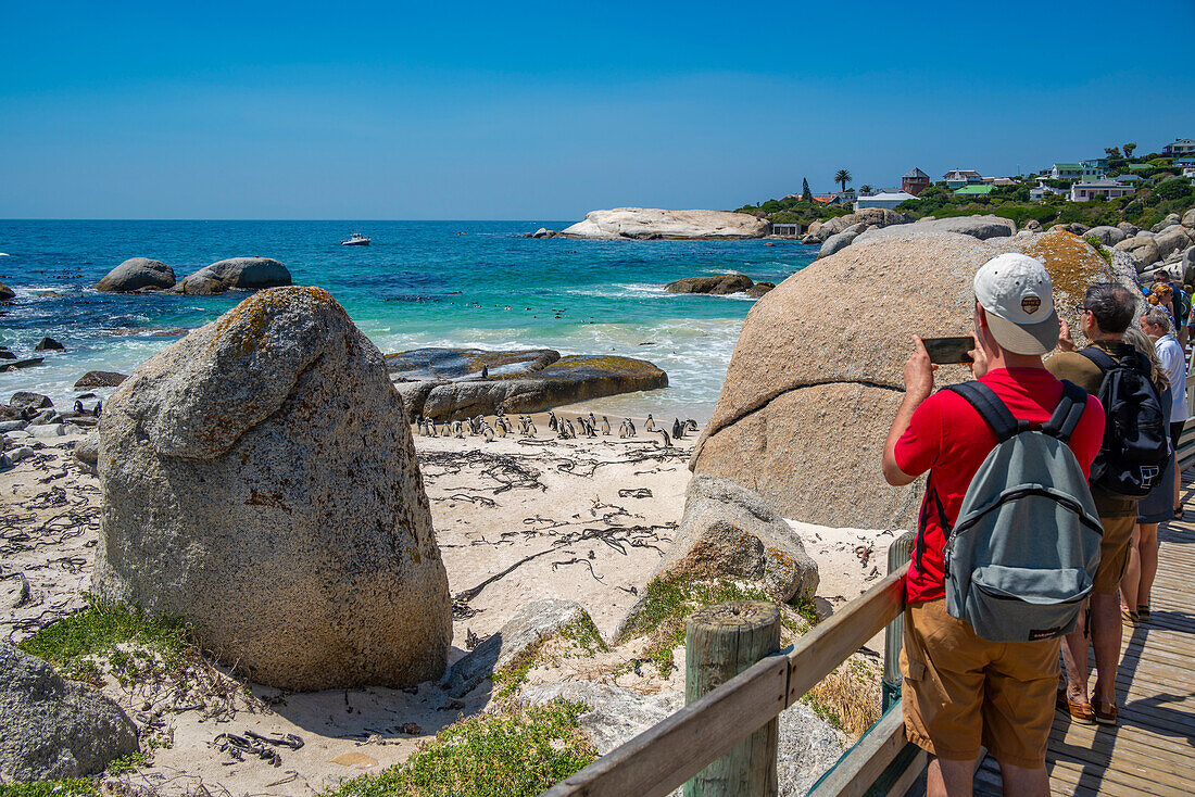 Menschen beobachten afrikanische Pinguine am Boulders Beach, Seaforth, Tafelberg-Nationalpark, Kapstadt, Westkap, Südafrika, Afrika