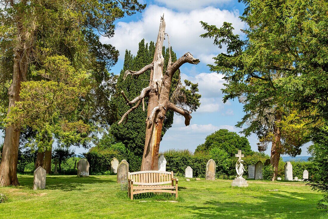 Ein alter Baumstamm vor der unter Denkmalschutz stehenden St. Thomas a Becket Church, einer nicht mehr genutzten anglikanischen Kirche, in Capel in der Nähe von Tunbridge Wells, Kent, England, Vereinigtes Königreich, Europa