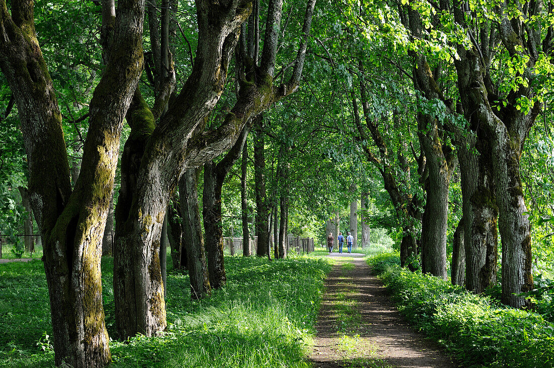 Baumgesäumter Weg, Krimulda, bei Sigulda, Gauja-Nationalpark, Region Vidzeme, Lettland, Baltikum, Europa