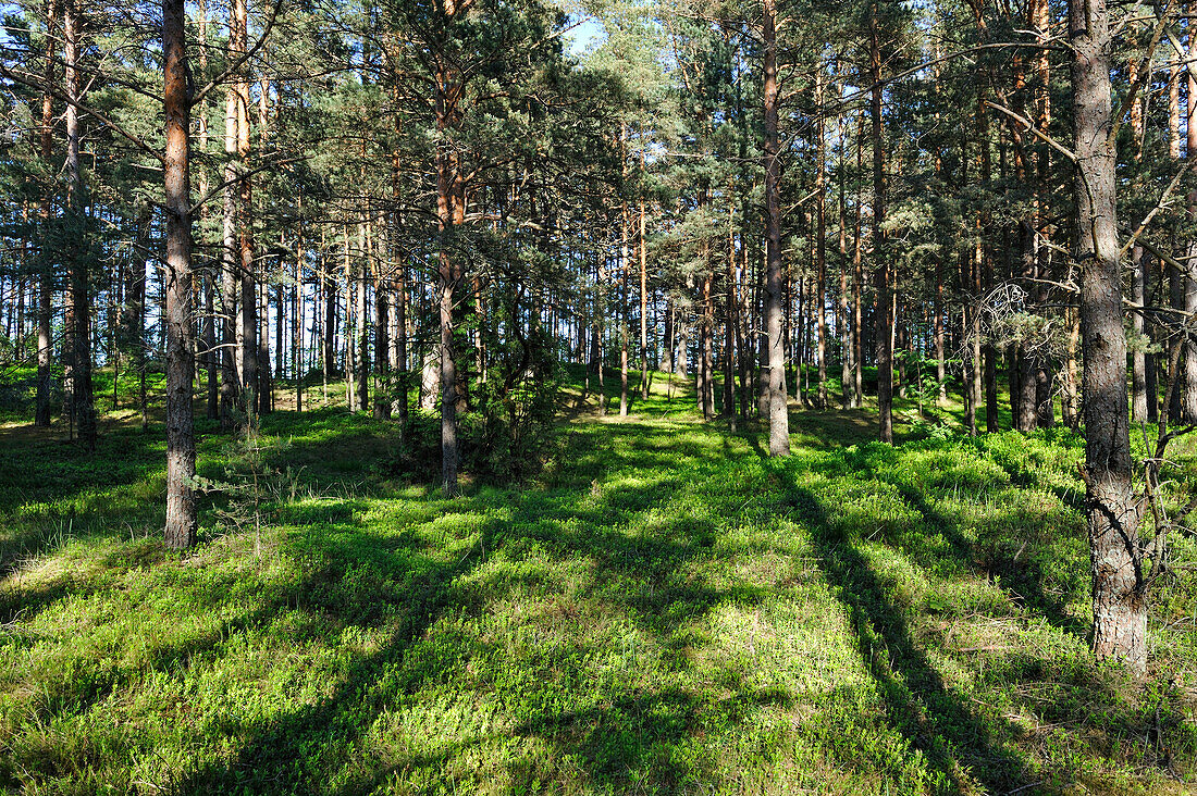 Coastal pine forest at Kemeri, Jurmala, Gulf of Riga, Latvia, Baltic region, Europe