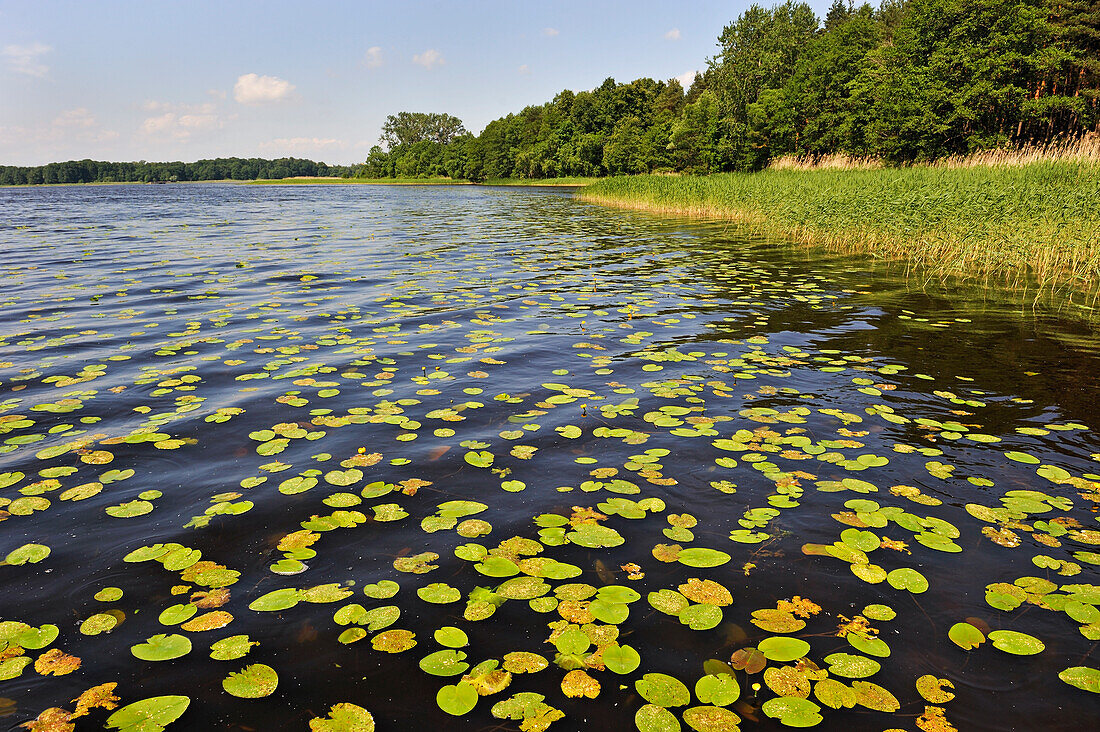 Jugla lake shore, Ethnographic Open-Air Museum near Riga, Latvia, Baltic region, Europe