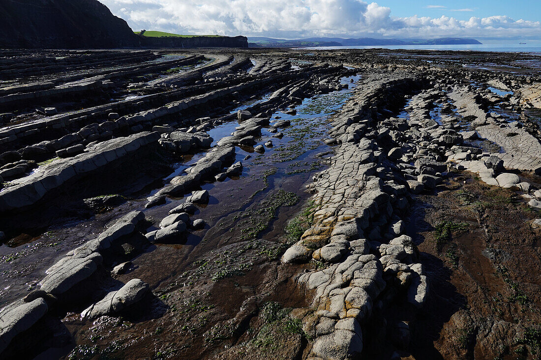 The intertidal zone of the Quantock Coast, containing an abundance of geology and wildlife, a Site of Special Scientific Interest (SSSI), West Somerset, England, United Kingdom, Europe