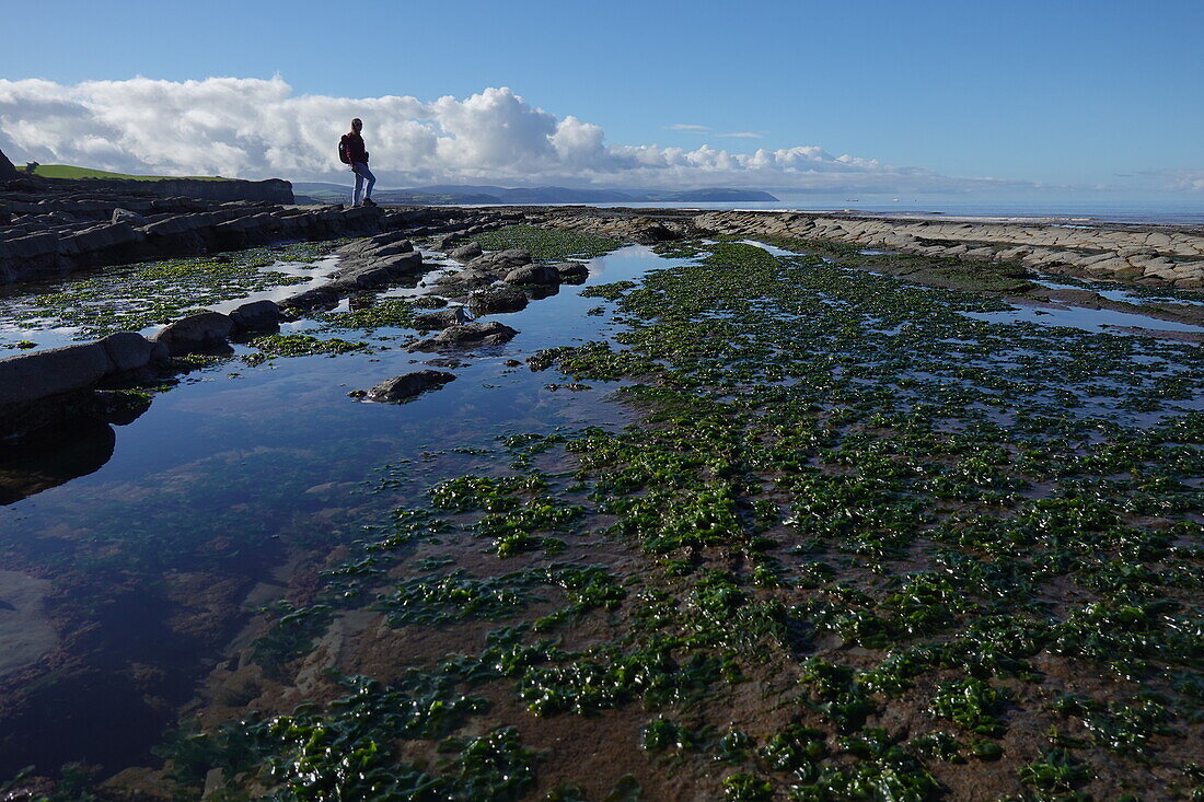 The intertidal zone of the Quantock Coast, containing an abundance of geology and wildlife, a Site of Special Scientific Interest (SSSI), West Somerset, England, United Kingdom, Europe