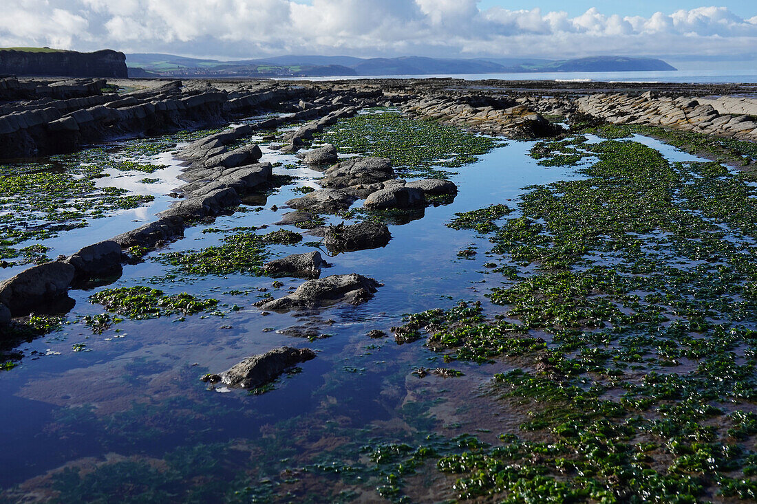 Die Gezeitenzone der Quantock Coast, die eine Fülle von Geologie und Wildtieren enthält, ein Gebiet von besonderem wissenschaftlichem Interesse (SSSI), West Somerset, England, Vereinigtes Königreich, Europa