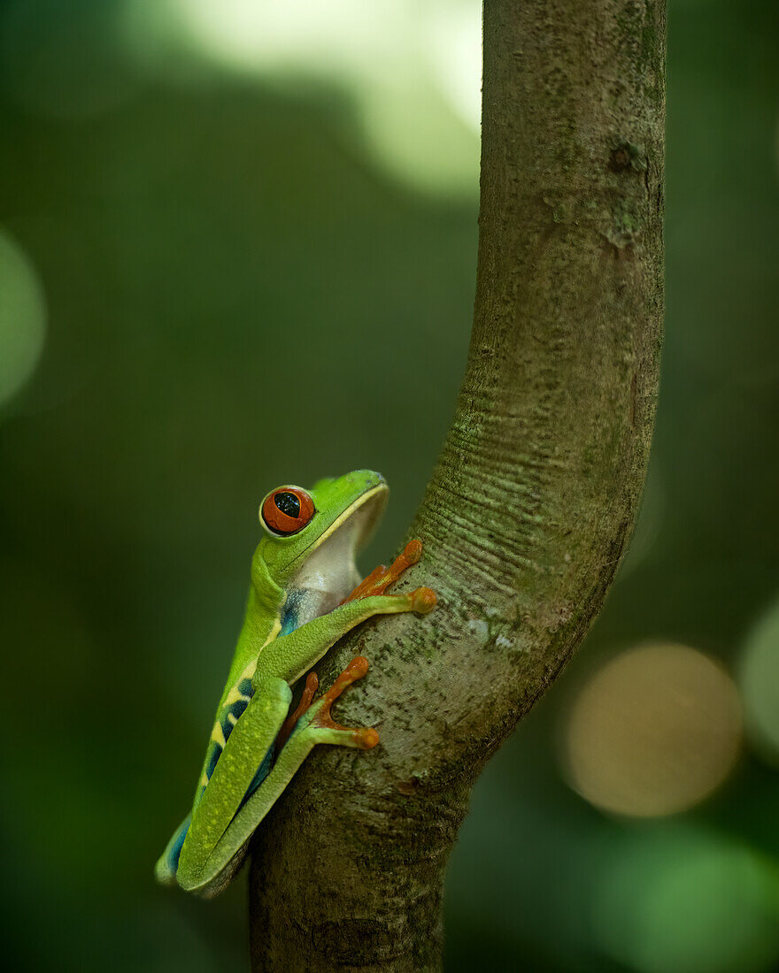 Red-eyed tree frog (Agalychnis callidryas), Sarapiqui, Costa Rica, Central America