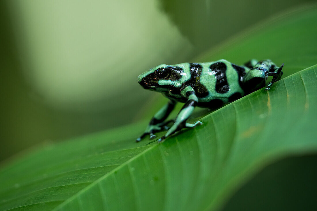 Green and black poison dart frog (Dendrobates auratus), Sarapiqui, Costa Rica, Central America