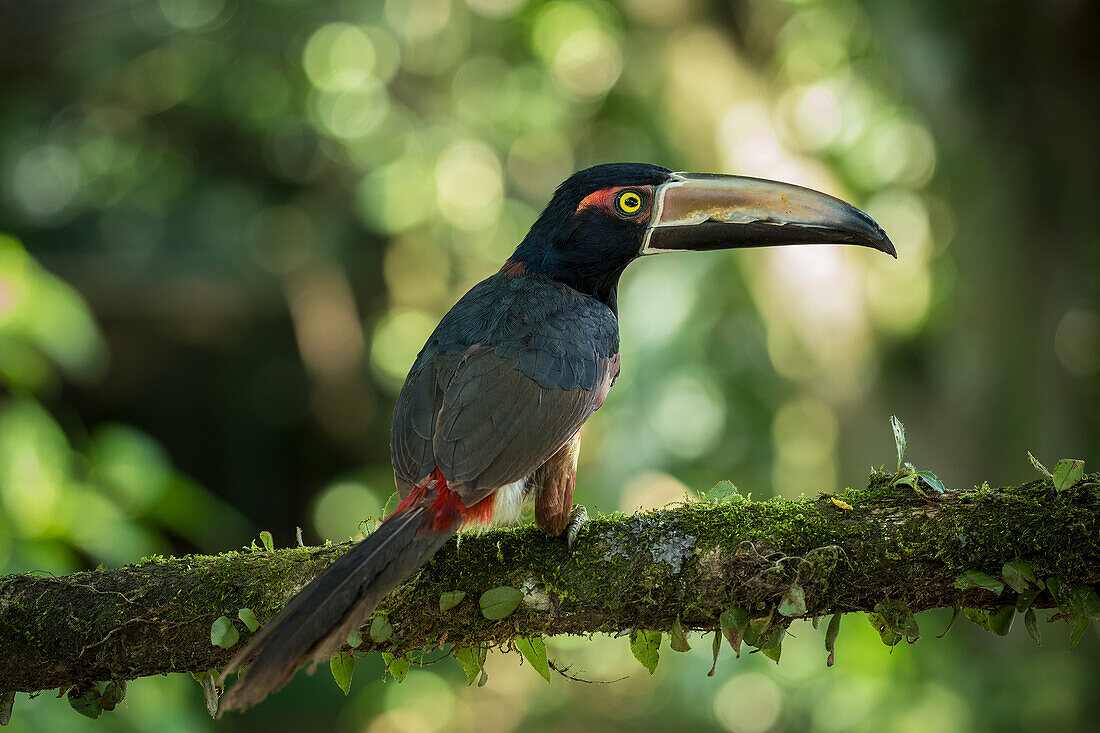 Tukan, Sarapiqui, Costa Rica, Mittelamerika