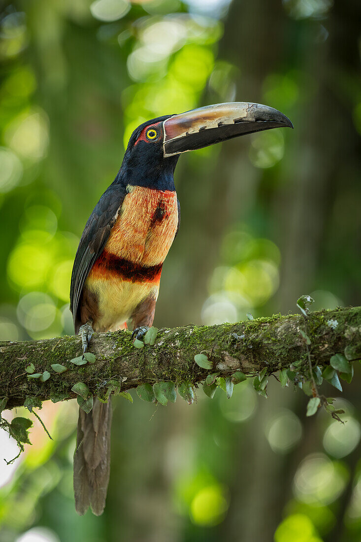 Collared Aracari Toucan (Pteroglossus torquatus), Sarapiqui, Costa Rica, Central America