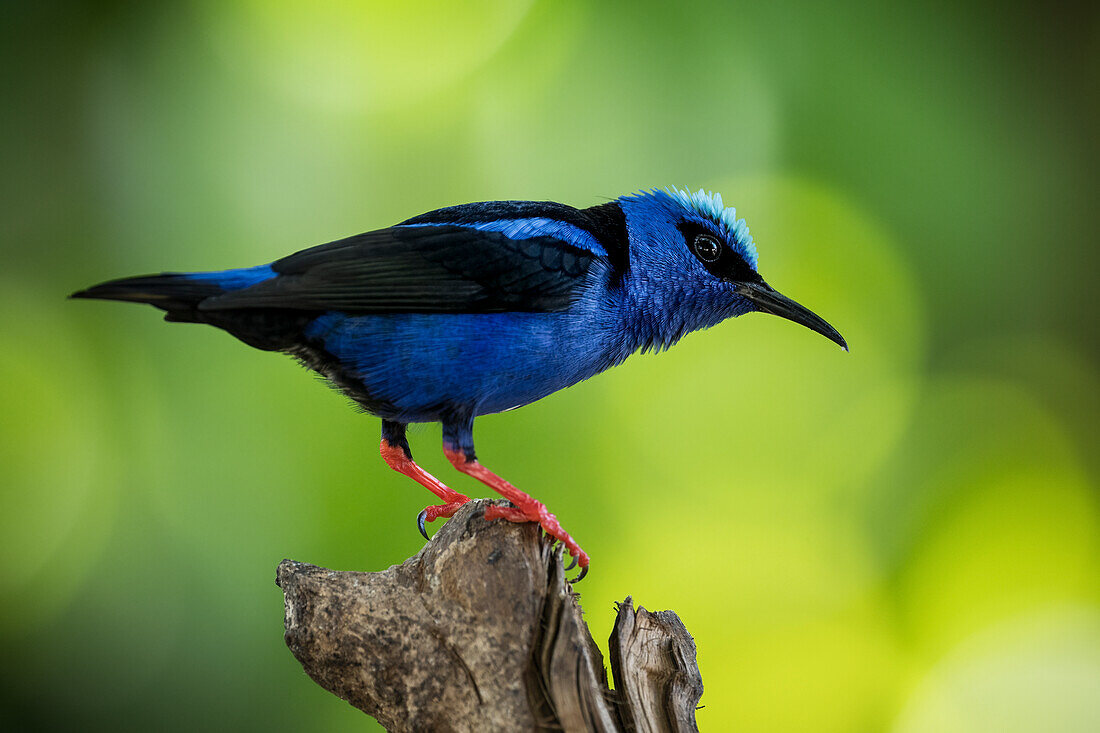 Red leg honey creeper (Cyanerpes cyaneus), Sarapiqui, Costa Rica, Central America