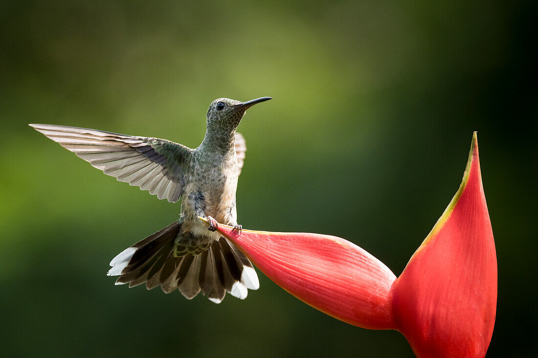 Schuppenbrustkolibri, Tieflandregenwald, Sarapiqui, Costa Rica, Mittelamerika